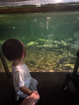 滋賀県立琵琶湖博物館に投稿された画像（2025/7/5）