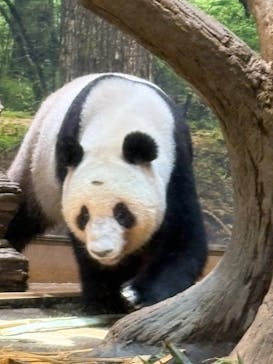 恩賜上野動物園に投稿された画像（2025/7/5）