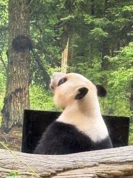 恩賜上野動物園に投稿された画像（2025/7/5）