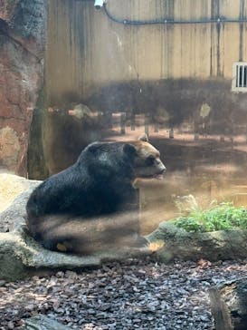 恩賜上野動物園に投稿された画像（2025/7/5）