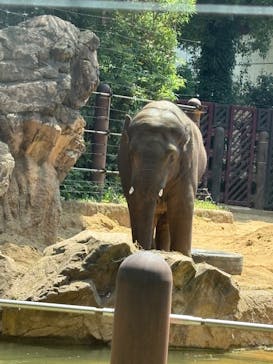 恩賜上野動物園に投稿された画像（2025/7/5）