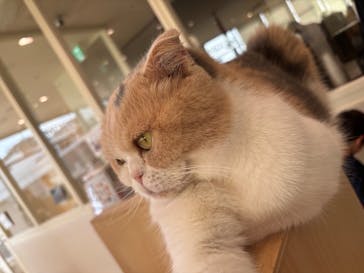 Cat Café MOFF グランベリーパーク店に投稿された画像（2025/7/5）