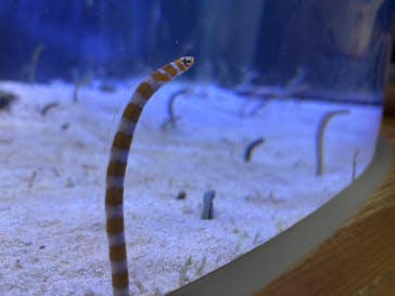 名古屋港水族館に投稿された画像（2025/7/5）