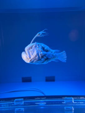 名古屋港水族館に投稿された画像（2025/7/5）