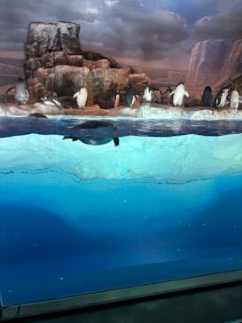 名古屋港水族館に投稿された画像（2025/7/5）