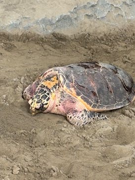 名古屋港水族館に投稿された画像（2025/7/5）