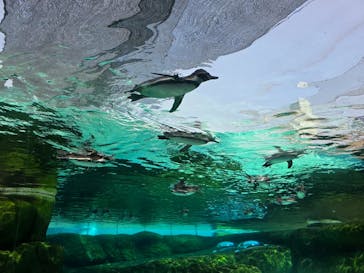 天王寺動物園に投稿された画像（2025/7/5）