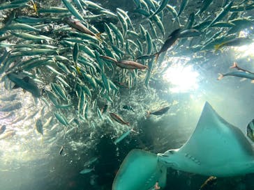 マクセル アクアパーク品川に投稿された画像（2025/7/5）