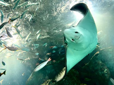 マクセル アクアパーク品川に投稿された画像（2025/7/5）