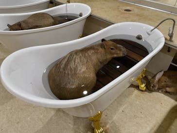 アニタッチアクアシティお台場に投稿された画像（2025/7/5）