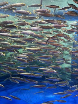 しながわ水族館に投稿された画像（2025/7/5）