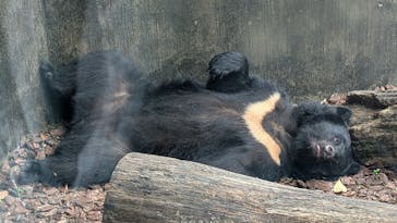 恩賜上野動物園に投稿された画像（2025/7/5）