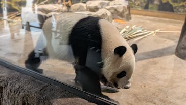 恩賜上野動物園に投稿された画像（2025/7/5）