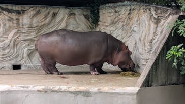 恩賜上野動物園に投稿された画像（2025/7/5）