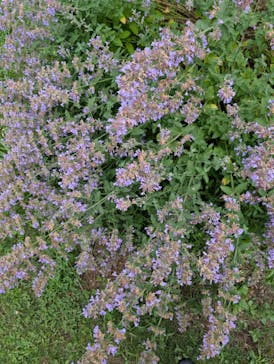 猪苗代ハーブ園に投稿された画像（2025/7/5）