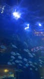 しながわ水族館に投稿された画像（2025/7/5）