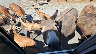 岩手サファリパークに投稿された画像（2025/7/5）