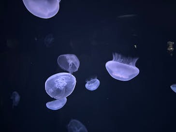 サンシャイン水族館に投稿された画像（2025/7/5）