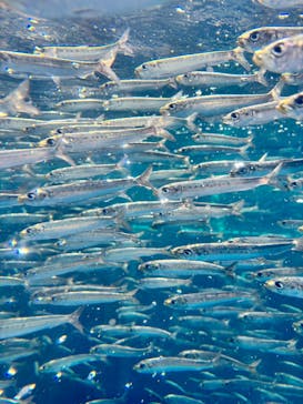 環境水族館アクアマリンふくしまに投稿された画像（2025/7/5）