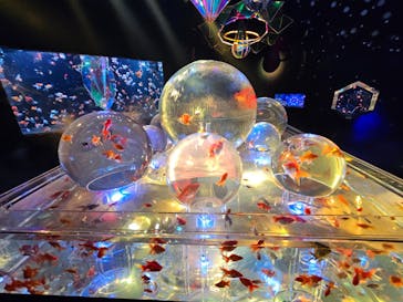 沖縄金魚ミュージアムに投稿された画像（2025/7/5）