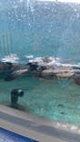串本海中公園水族館に投稿された画像（2025/7/6）