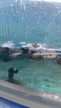 串本海中公園水族館に投稿された画像（2025/7/5）