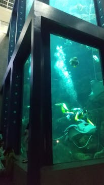 城崎マリンワールドに投稿された画像（2025/7/5）