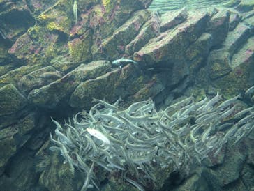 上越市立水族博物館 うみがたりに投稿された画像（2025/7/6）