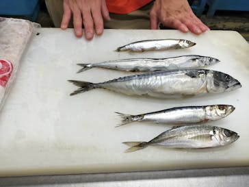 しながわ水族館に投稿された画像（2025/7/6）