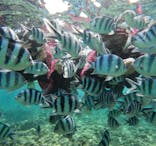 MalDive（モルダイブ）に投稿された画像（2025/7/6）