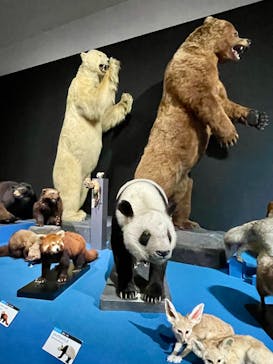 大哺乳類展に投稿された画像（2025/7/6）