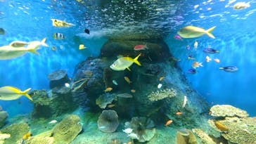 しながわ水族館に投稿された画像（2025/7/6）