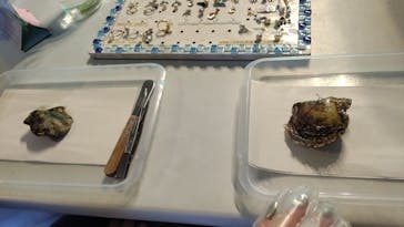 しながわ水族館に投稿された画像（2025/7/6）