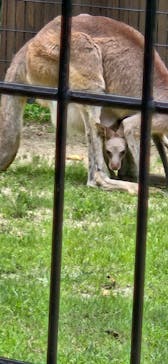 阿蘇カドリー・ドミニオンに投稿された画像（2025/7/6）