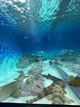 アクアワールド茨城県大洗水族館に投稿された画像（2025/7/6）