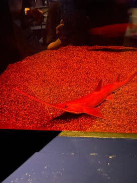 アクアワールド茨城県大洗水族館に投稿された画像（2025/7/6）