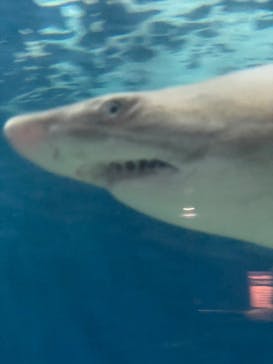 アクアワールド茨城県大洗水族館に投稿された画像（2025/7/6）