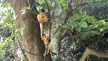 石垣やいま村に投稿された画像（2025/7/6）