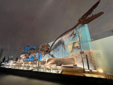 福井県立恐竜博物館に投稿された画像（2025/7/6）