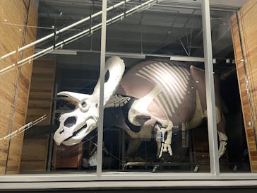 福井県立恐竜博物館に投稿された画像（2025/7/6）