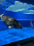 サンシャイン水族館に投稿された画像（2025/7/6）