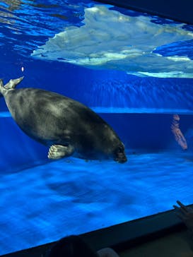 サンシャイン水族館に投稿された画像（2025/7/6）