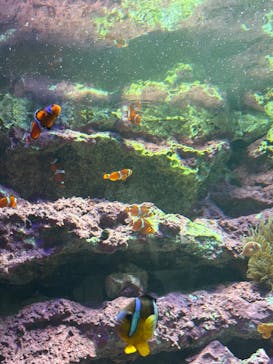 サンシャイン水族館に投稿された画像（2025/7/6）