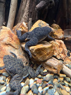 カワスイ 川崎⽔族館に投稿された画像（2025/7/6）