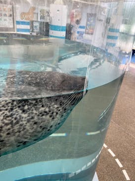 京都水族館に投稿された画像（2025/7/6）