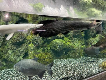 DMMかりゆし水族館に投稿された画像（2025/7/6）