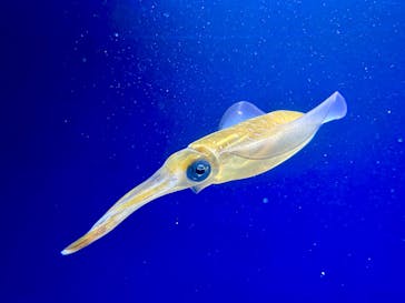 新江ノ島水族館に投稿された画像（2025/7/6）