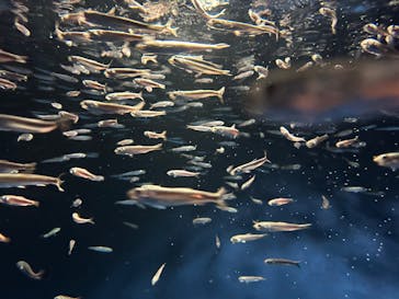 新江ノ島水族館に投稿された画像（2025/7/6）