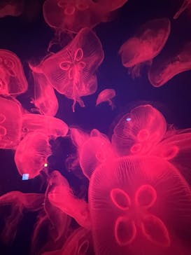 新江ノ島水族館に投稿された画像（2025/7/6）