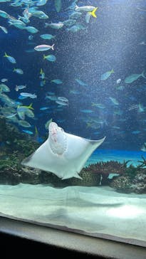 サンシャイン水族館に投稿された画像（2025/7/6）